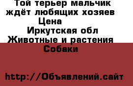 Той-терьер мальчик, ждёт любящих хозяев!! › Цена ­ 5 000 - Иркутская обл. Животные и растения » Собаки   